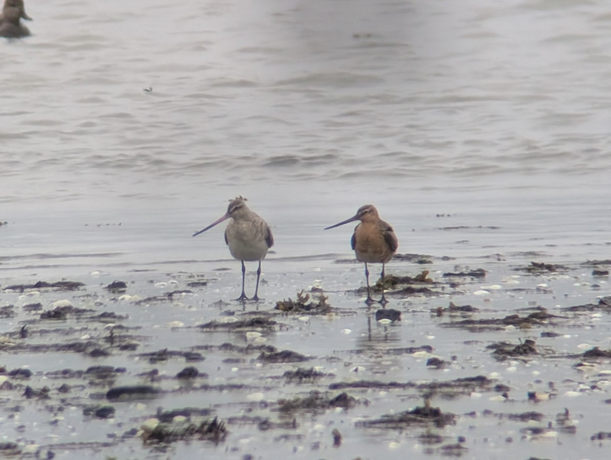 Bar-tailed Godwit - ML635132289