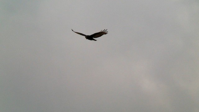Zone-tailed Hawk - ML635132334