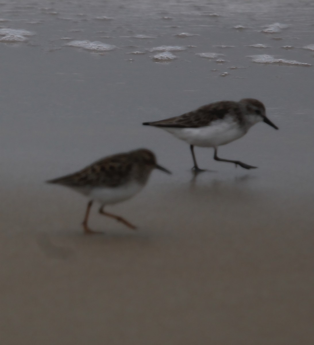 Bécasseau minuscule - ML635132349