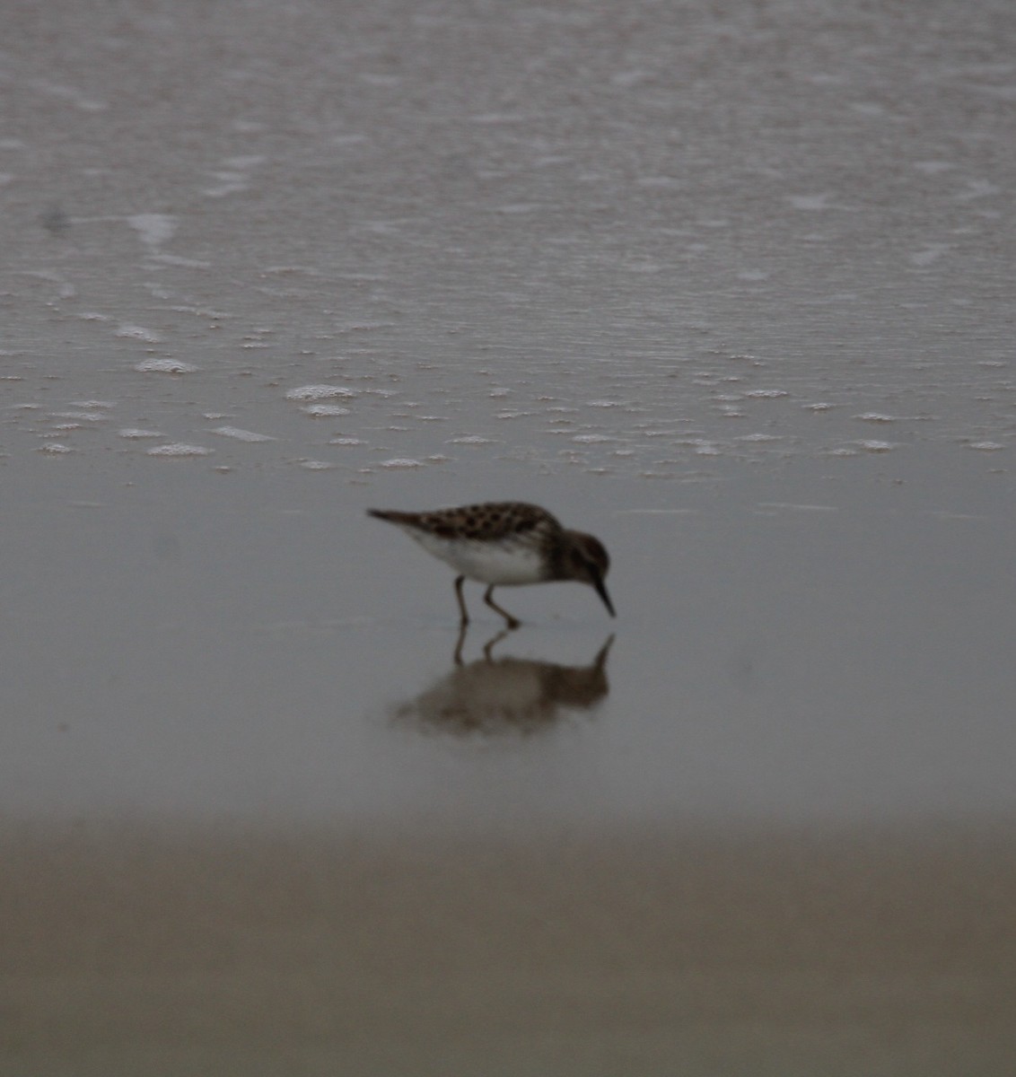 Bécasseau minuscule - ML635132431