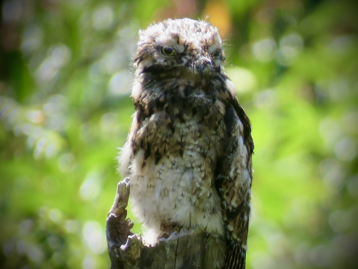Andean Potoo - ML635132438