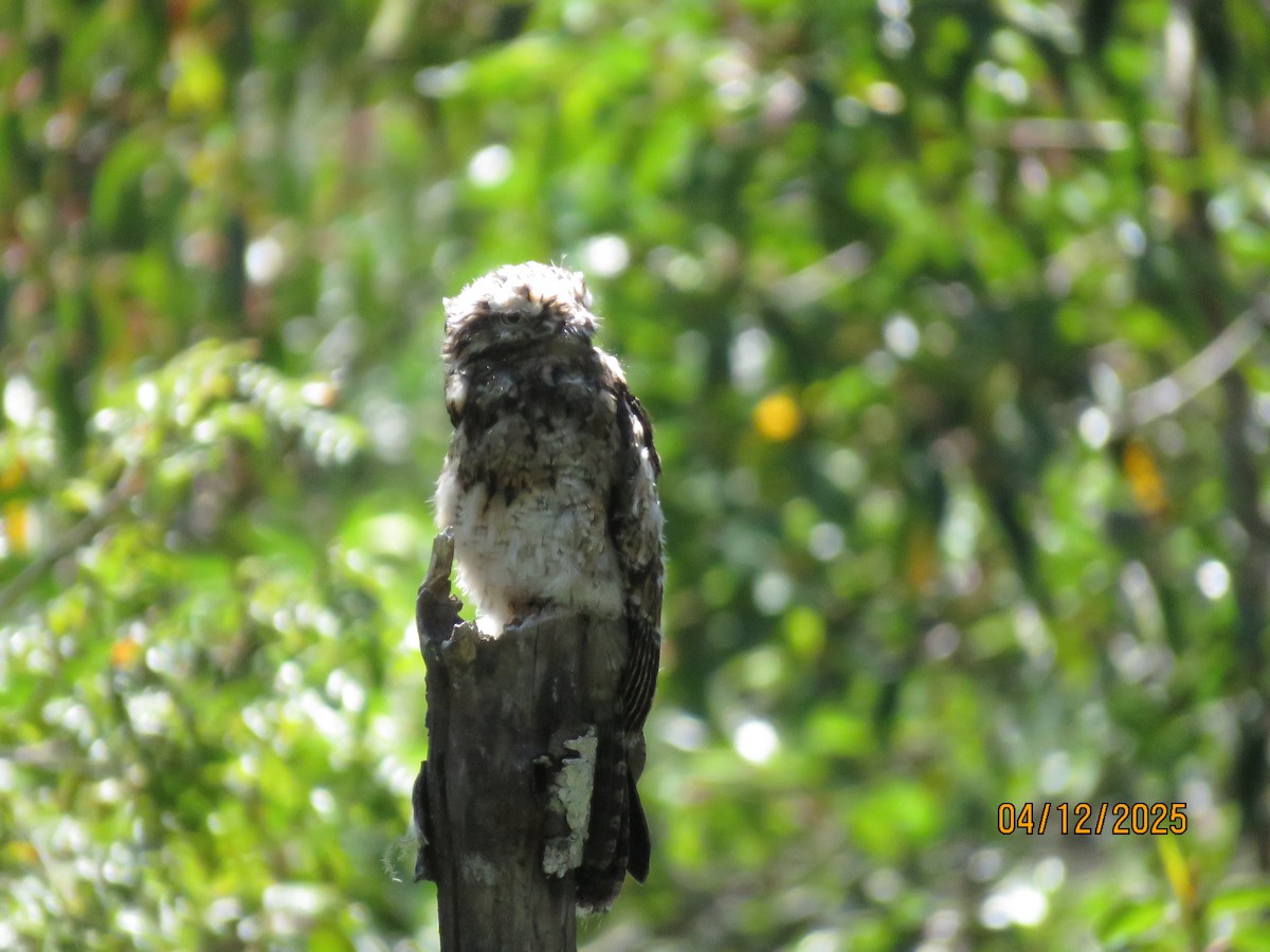 Andean Potoo - ML635132439