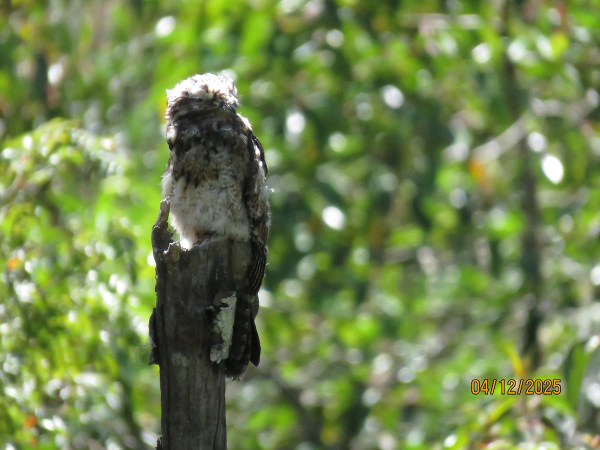 Andean Potoo - ML635132440