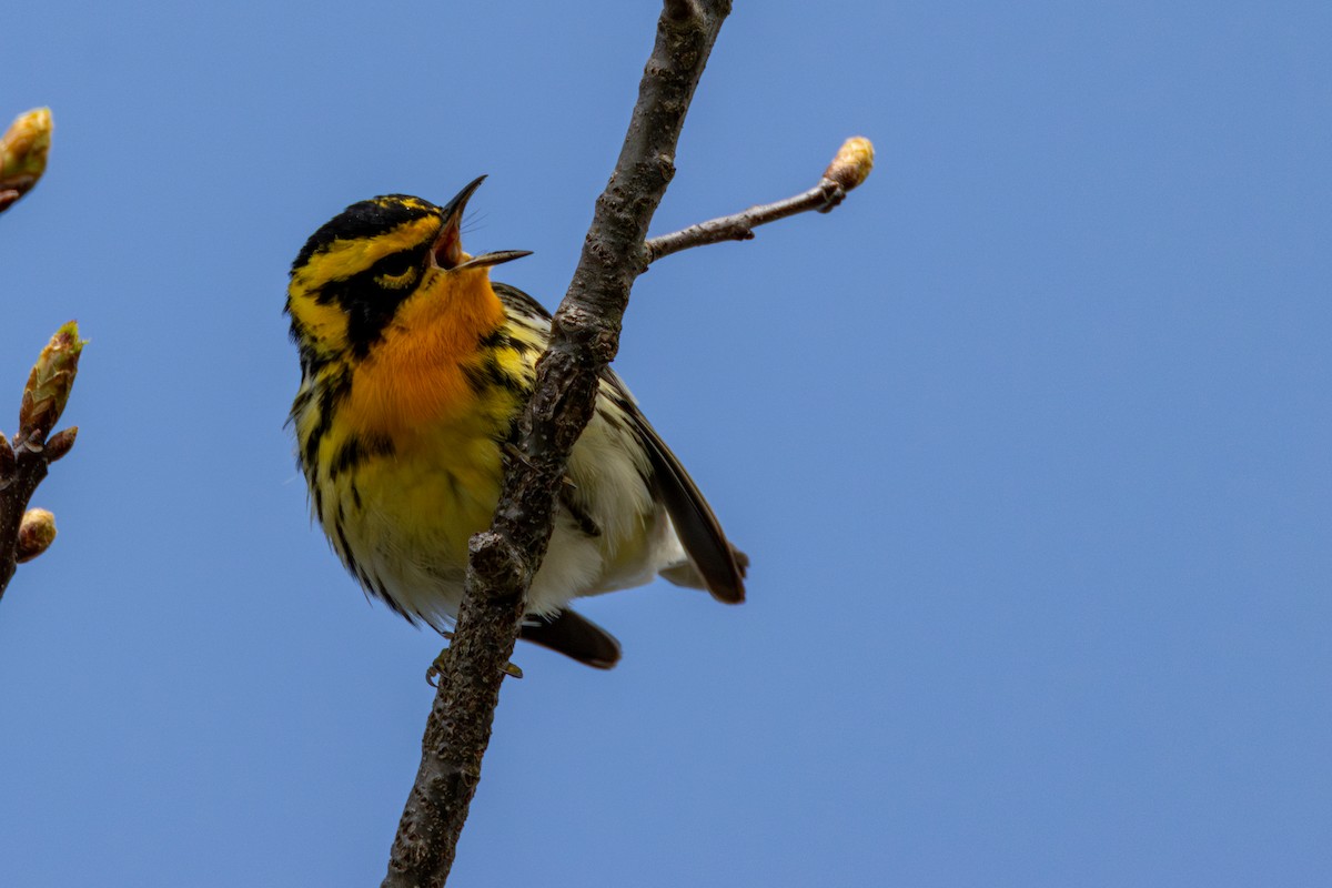 Blackburnian Warbler - ML635132549