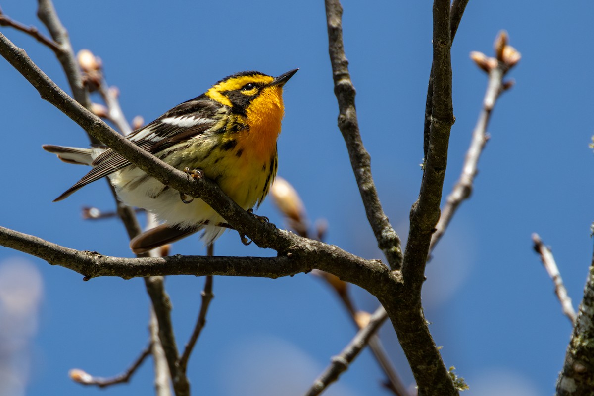 Blackburnian Warbler - ML635132551