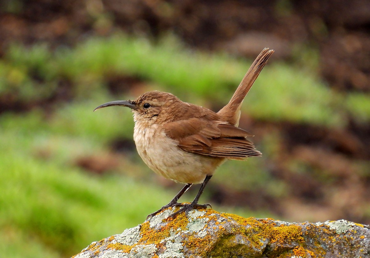 Buff-breasted Earthcreeper - ML635132607