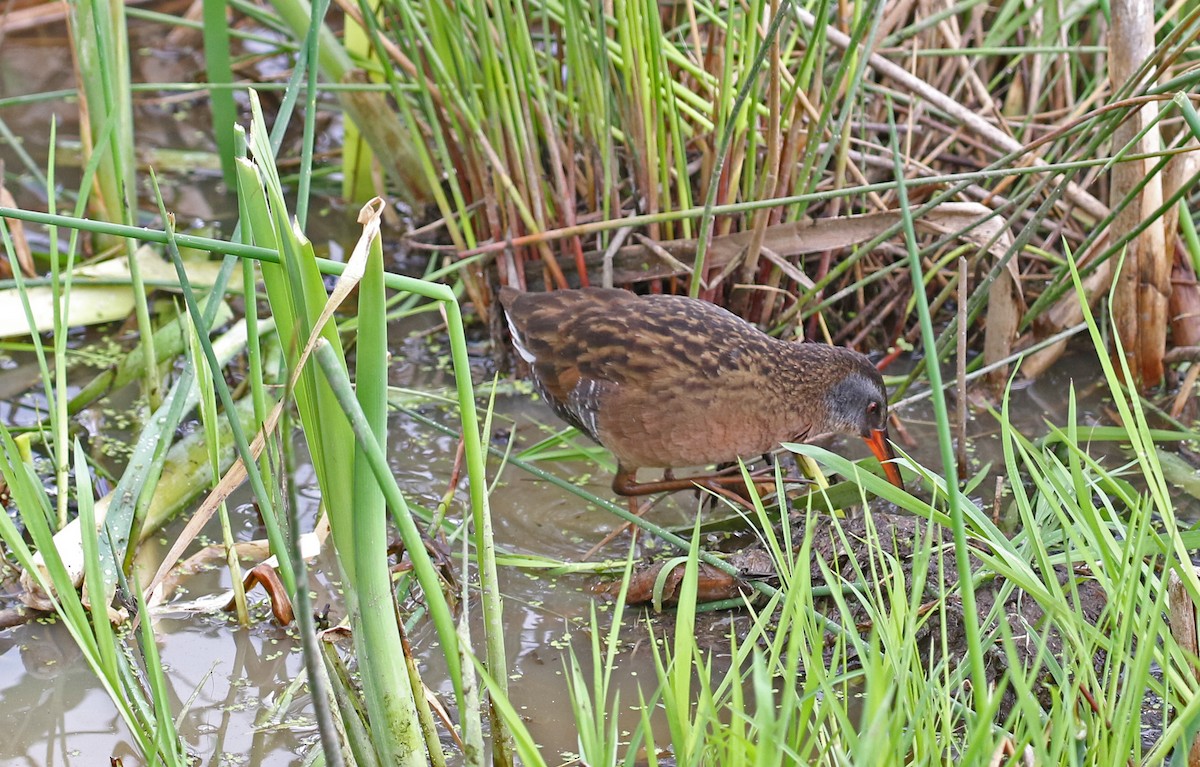 Virginia Rail - ML635132610