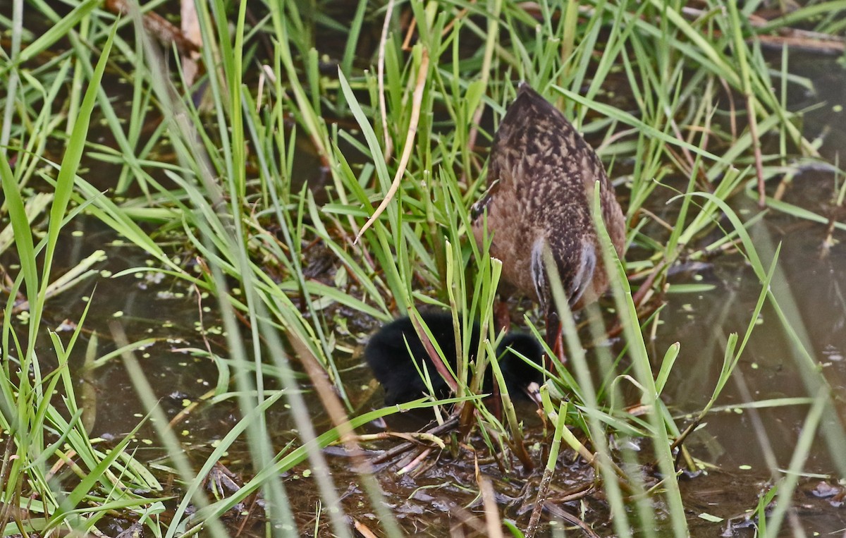 Virginia Rail - ML635132611
