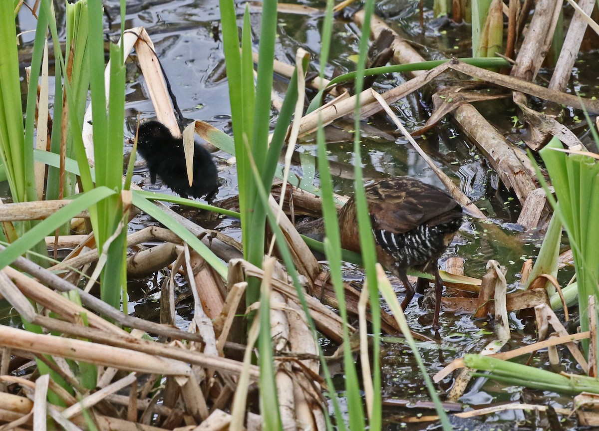 Virginia Rail - ML635132612