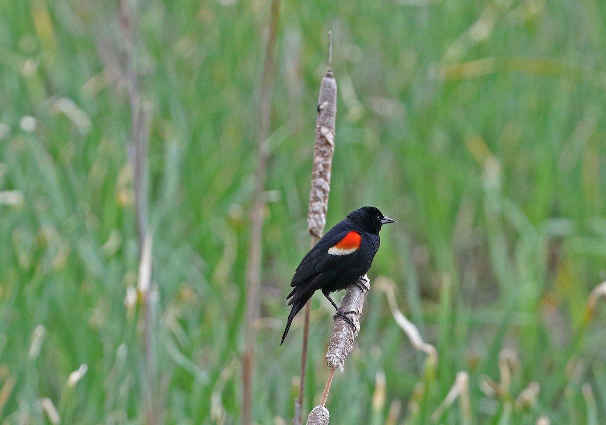 Red-winged Blackbird - ML635132632