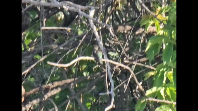 Costa's Hummingbird - ML635132701
