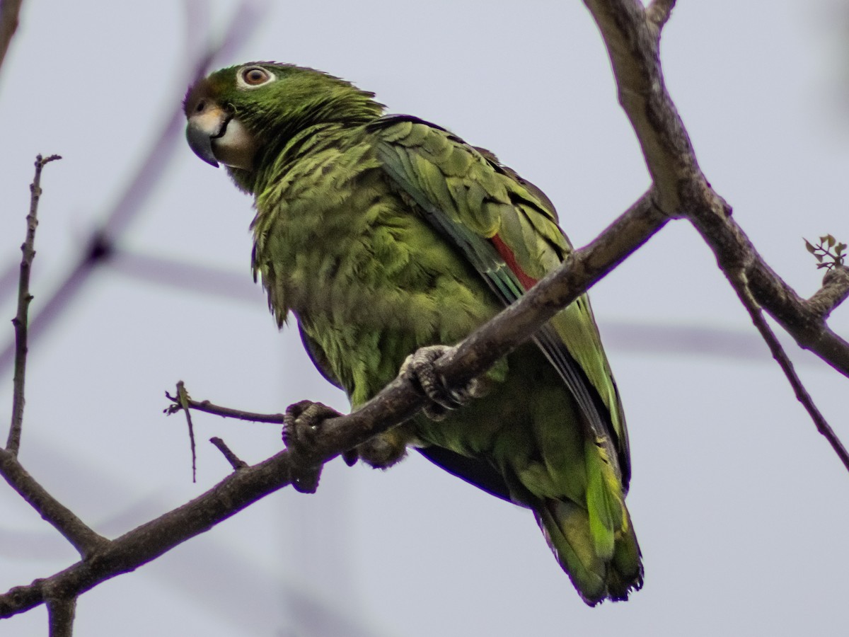 Amazona Real - ML635132729