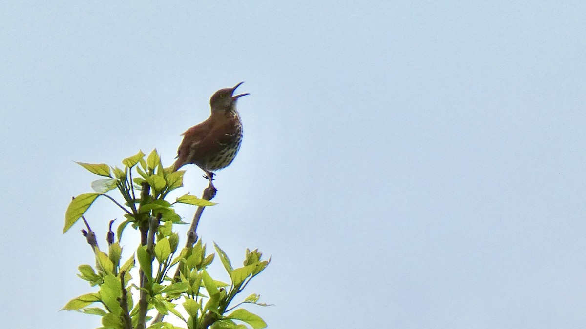 Brown Thrasher - ML635132773