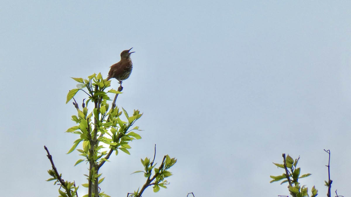 Brown Thrasher - ML635132774