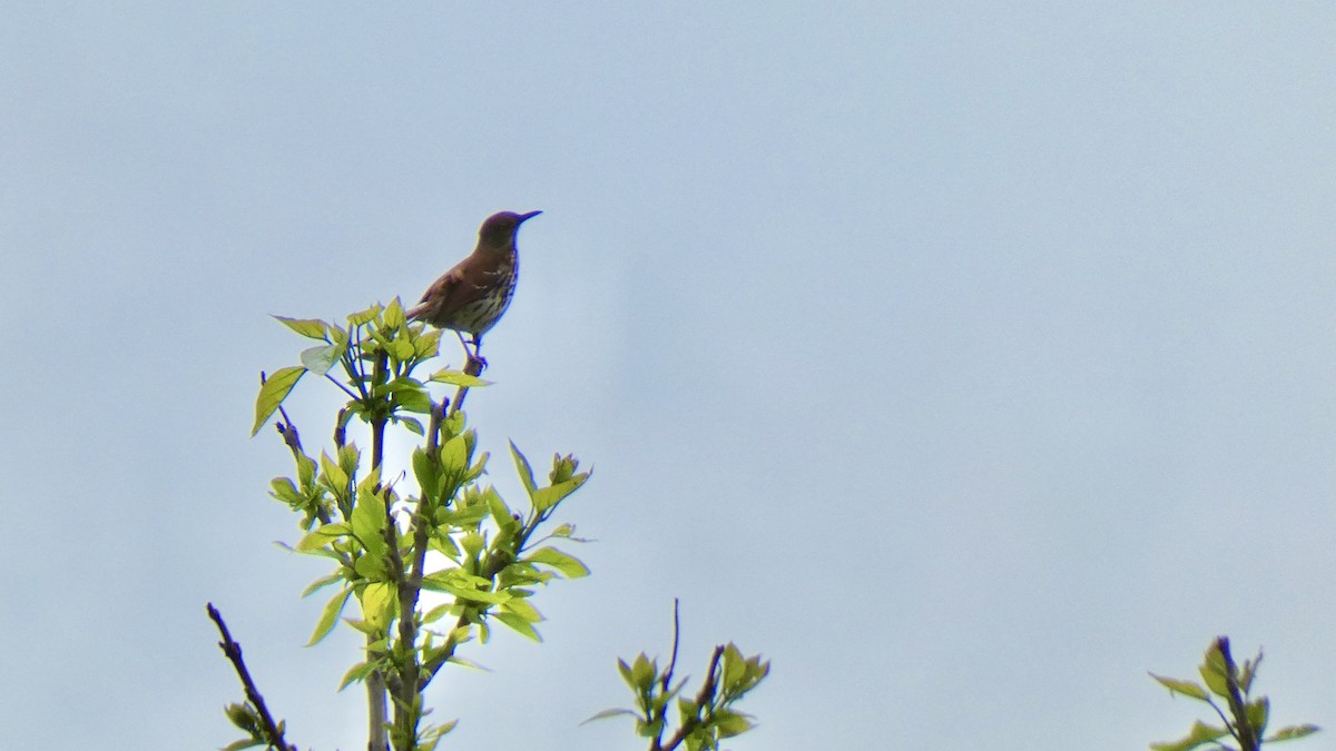 Brown Thrasher - ML635132775