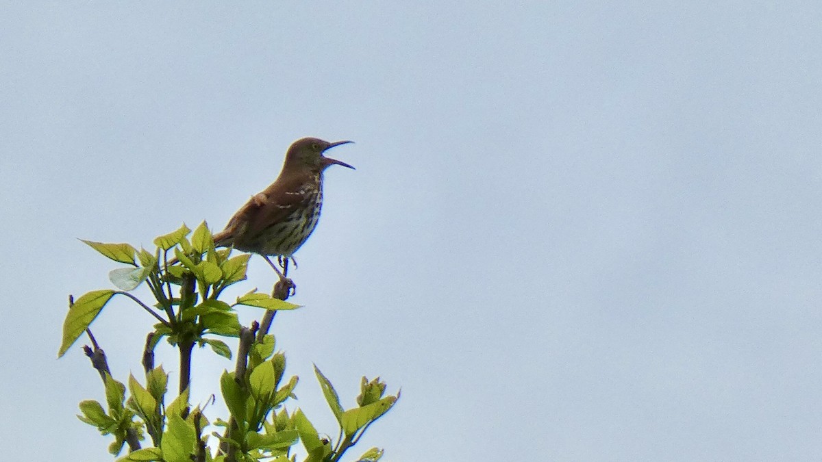 Brown Thrasher - ML635132776