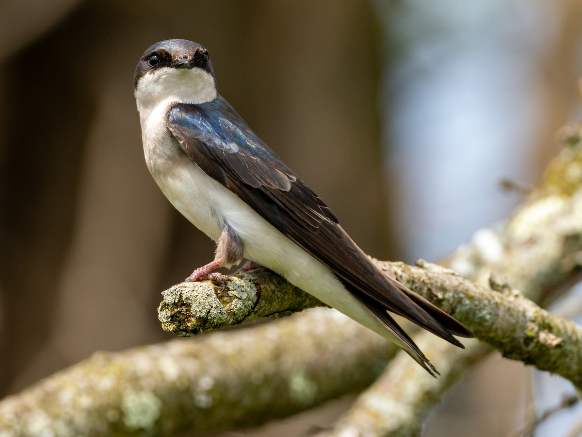 Tree Swallow - ML635132817