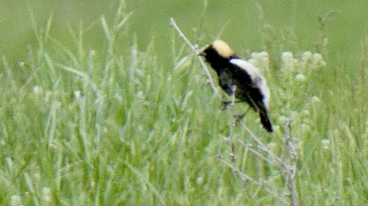 Bobolink - ML635132864