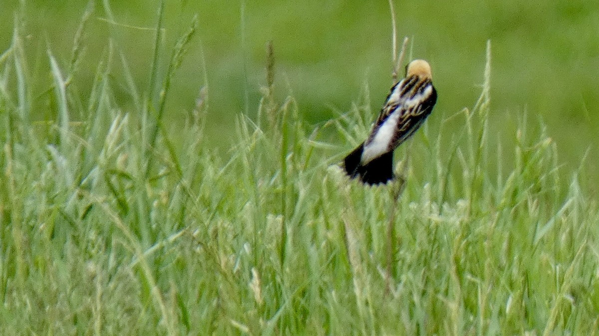 Bobolink - ML635132865