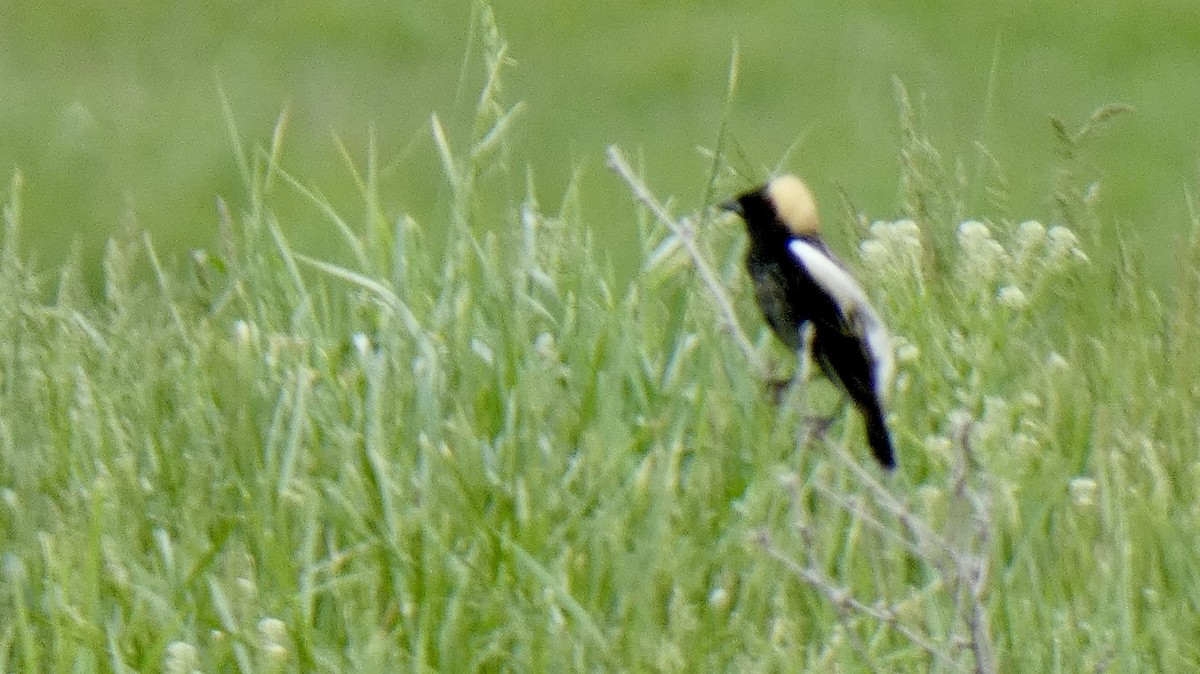 Bobolink - ML635132866
