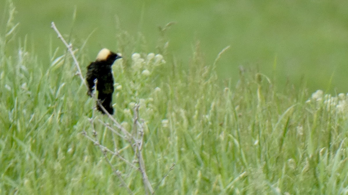 Bobolink - ML635132867