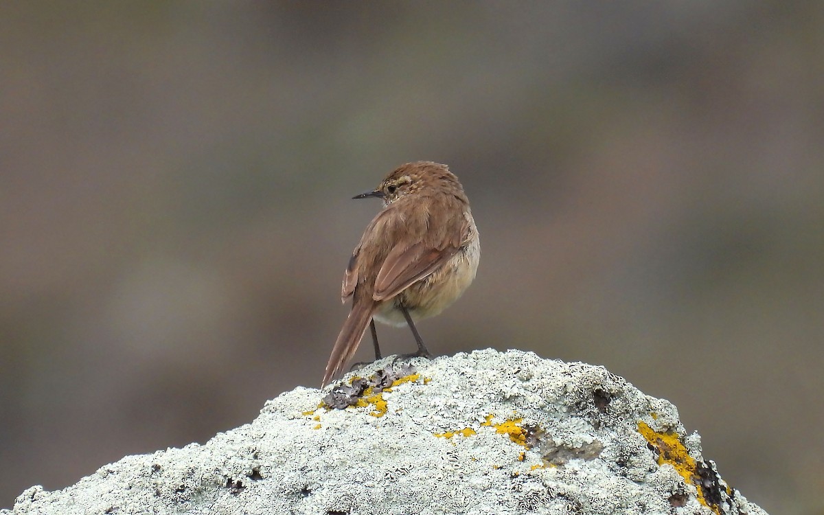 Streak-throated Canastero - ML635132872
