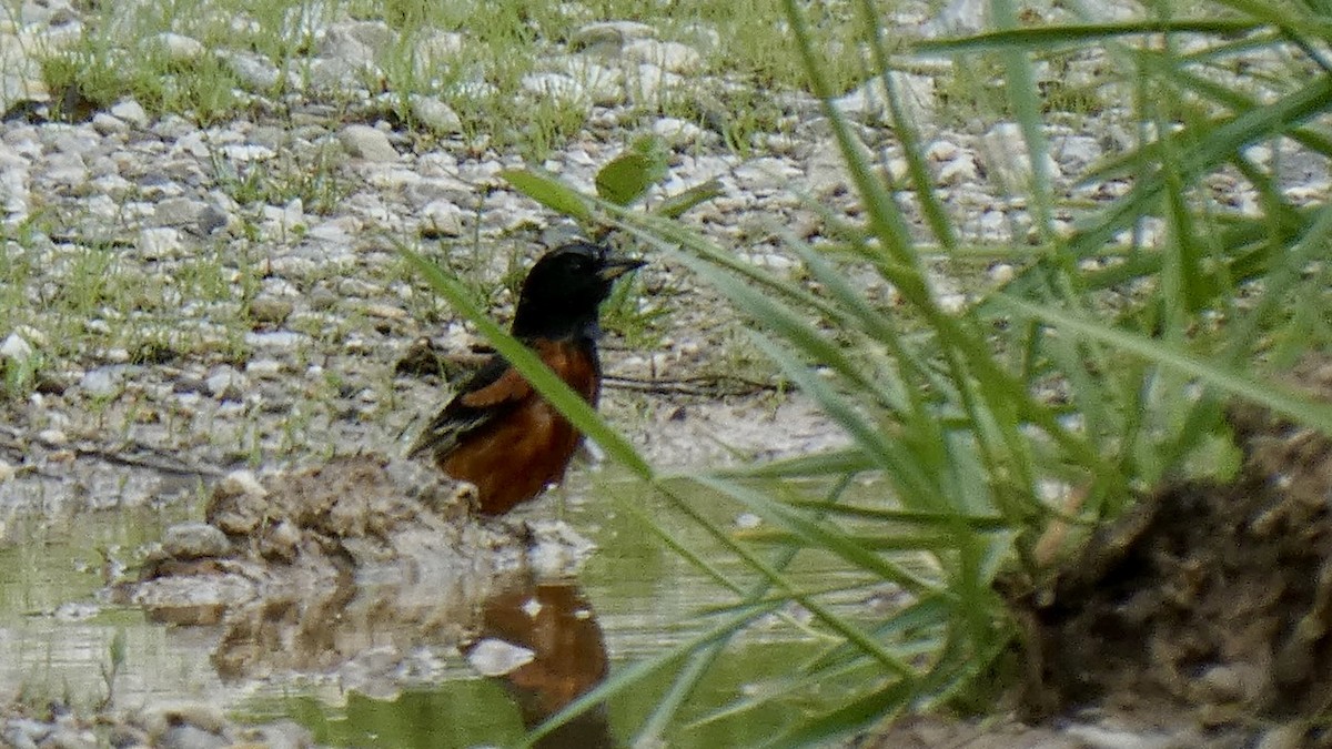 Orchard Oriole - ML635132903