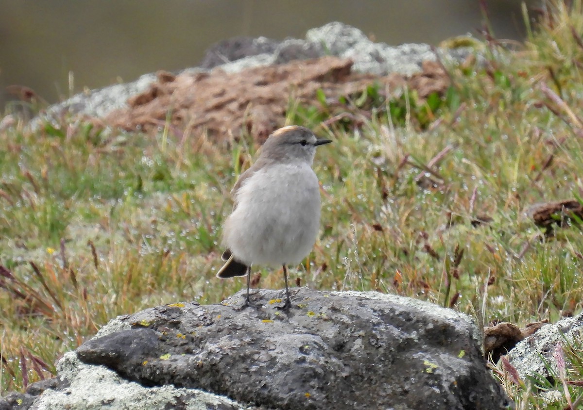 Ochre-naped Ground-Tyrant - ML635132905