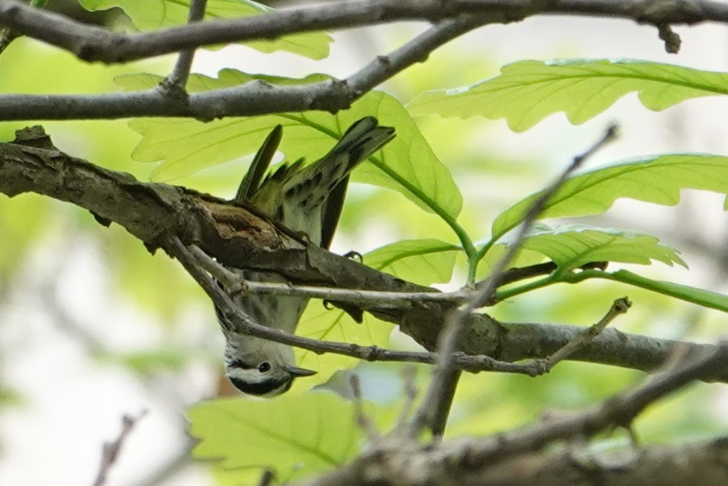 Black-and-white Warbler - ML635132925