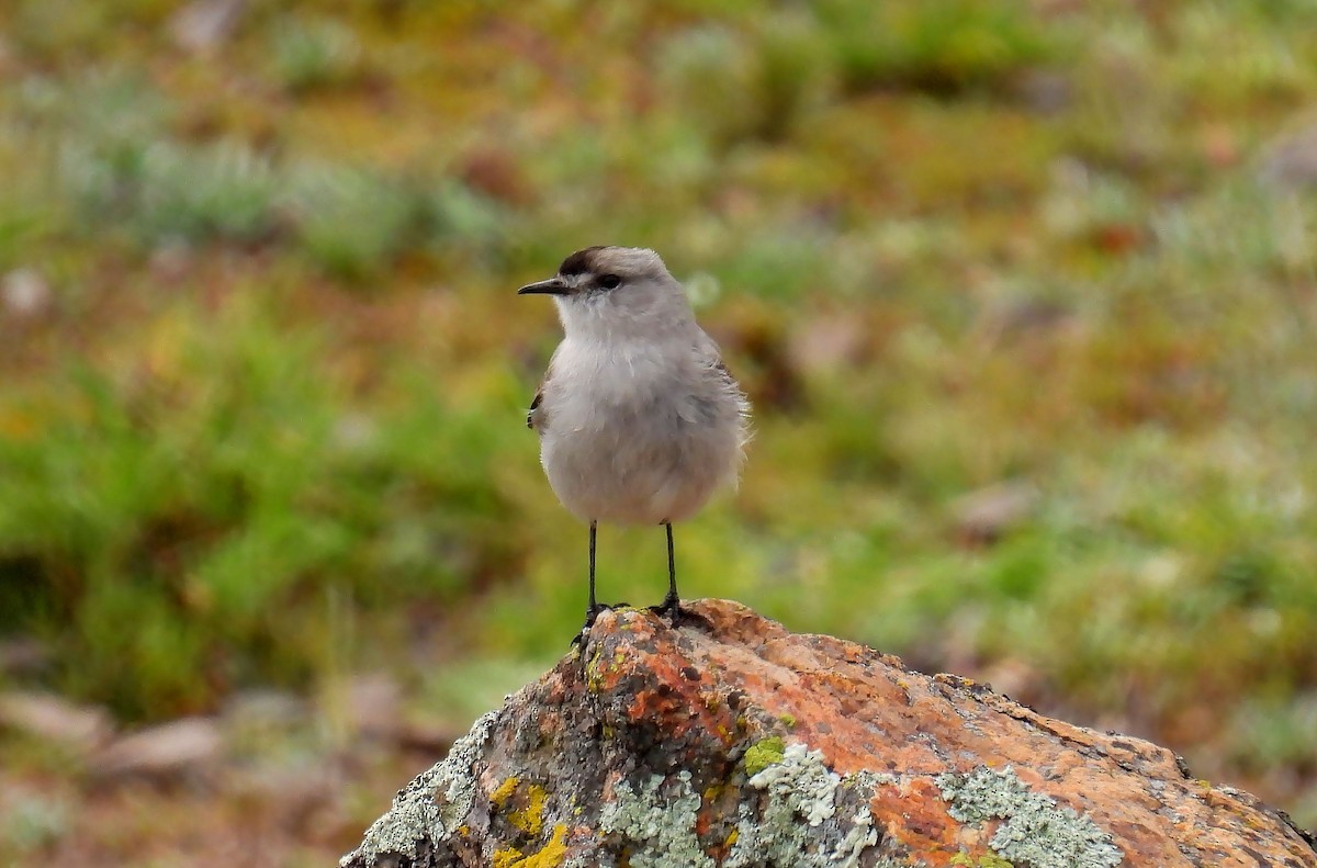 Black-fronted Ground-Tyrant - ML635132940