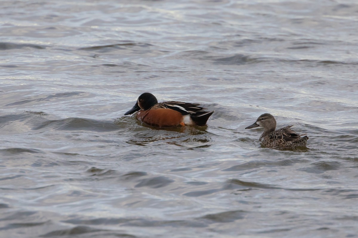 Cinnamon Teal x Northern Shoveler (hybrid) - ML635132971