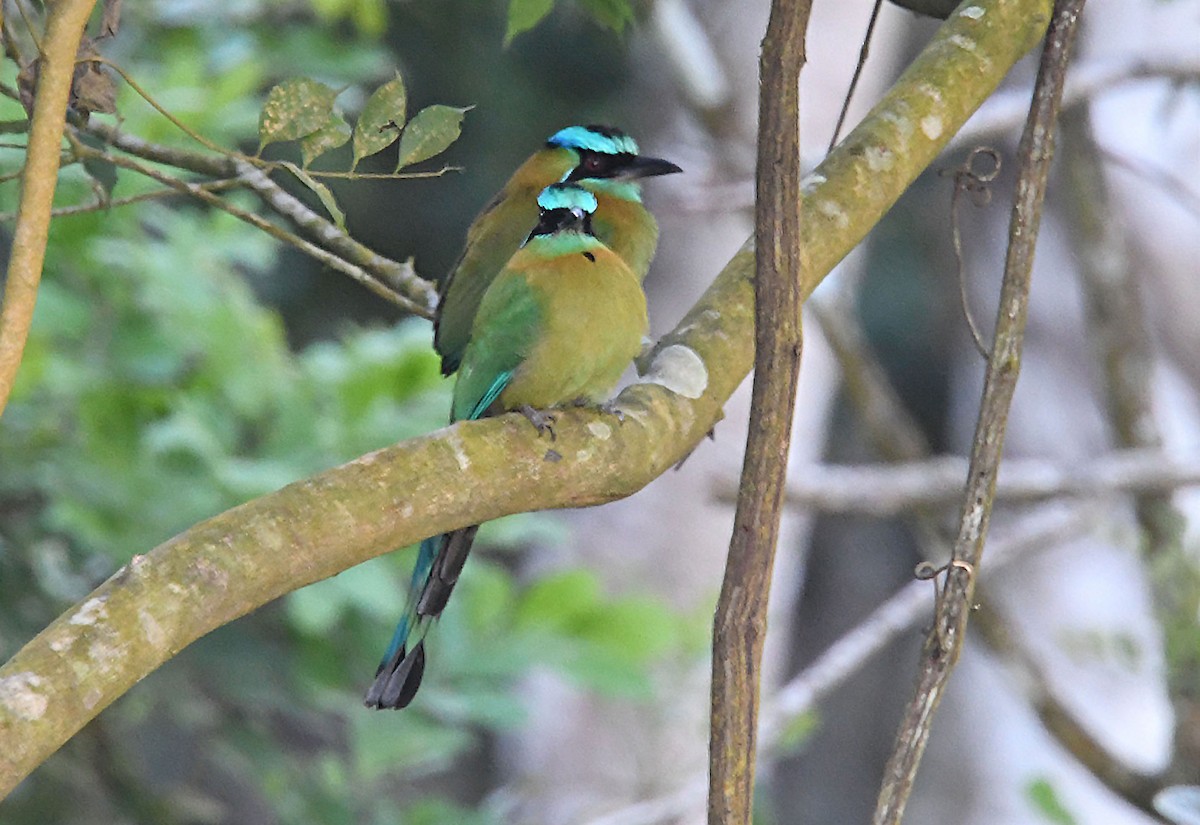 Lesson's Motmot - ML635133185