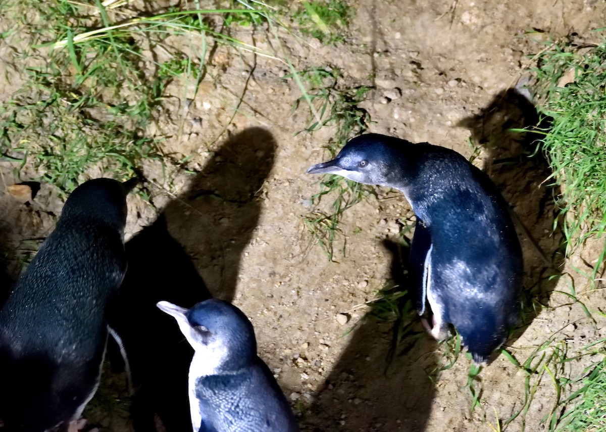 Little Penguin - ML635133214