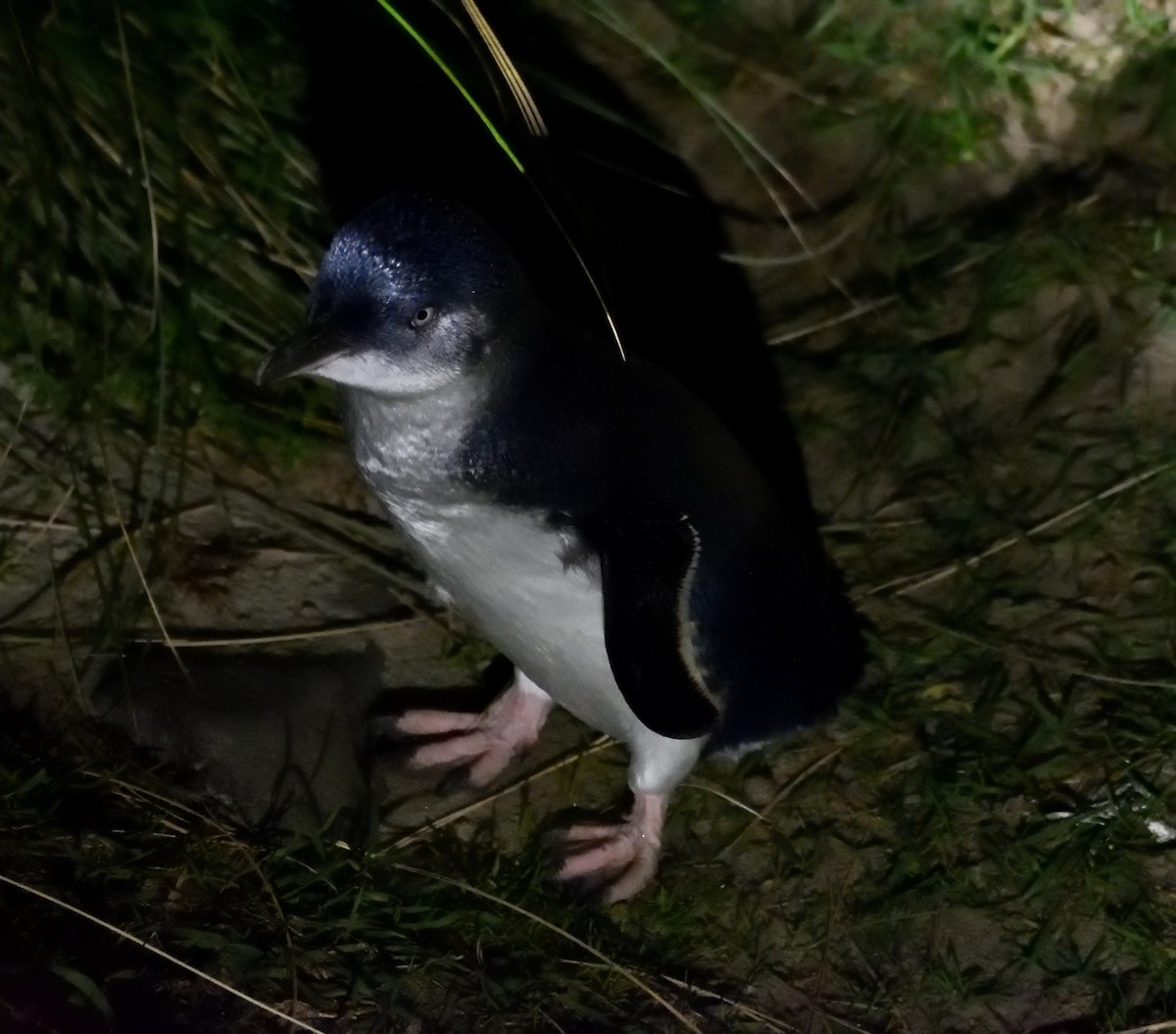 Little Penguin - ML635133215