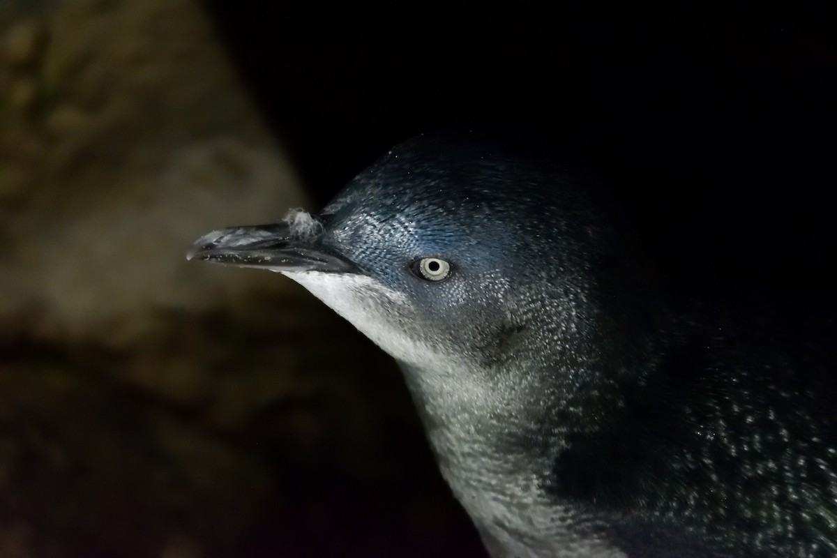 Little Penguin - ML635133218