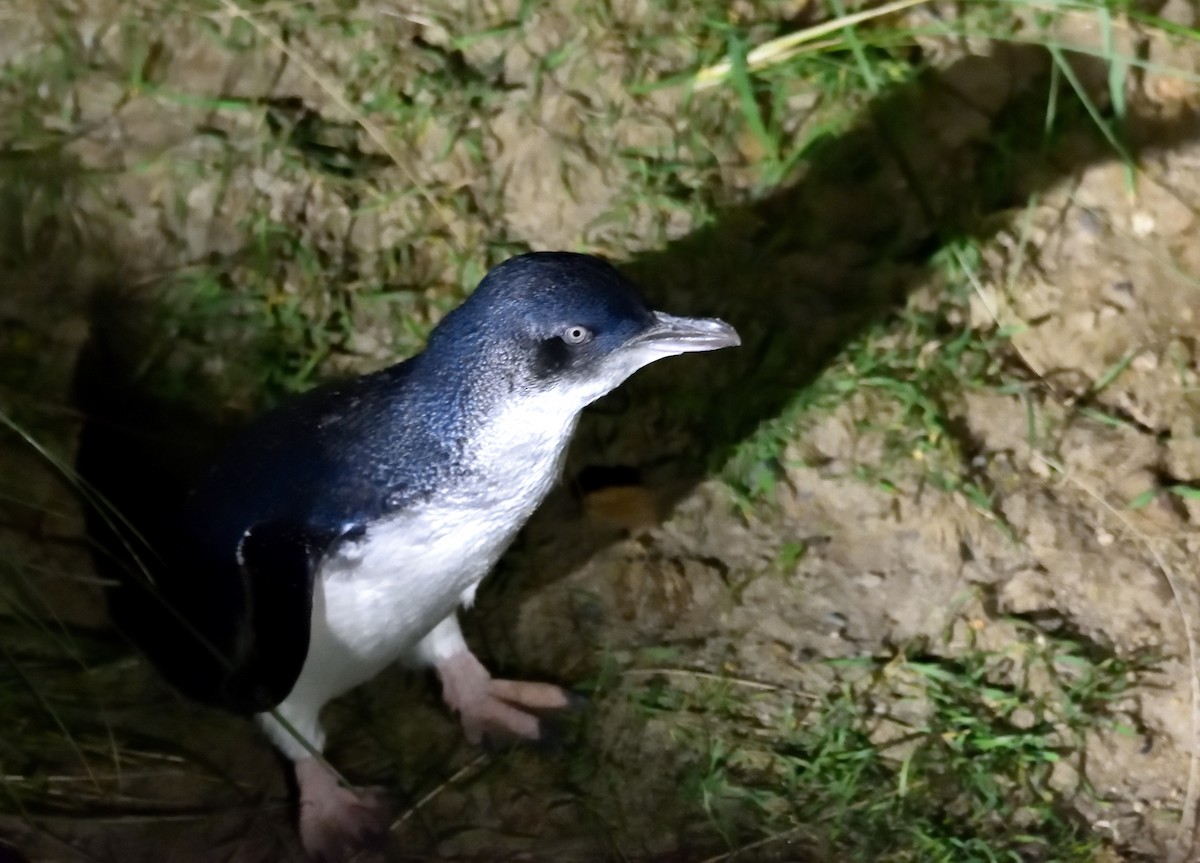 Little Penguin - ML635133219