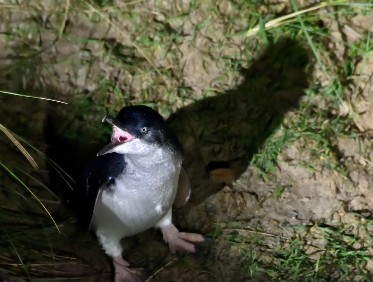 Little Penguin - ML635133220