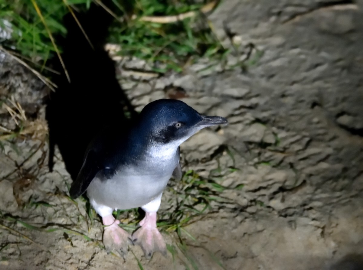 Little Penguin - ML635133221
