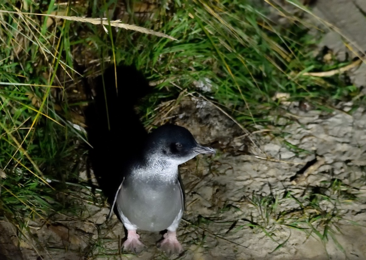 Little Penguin - ML635133222