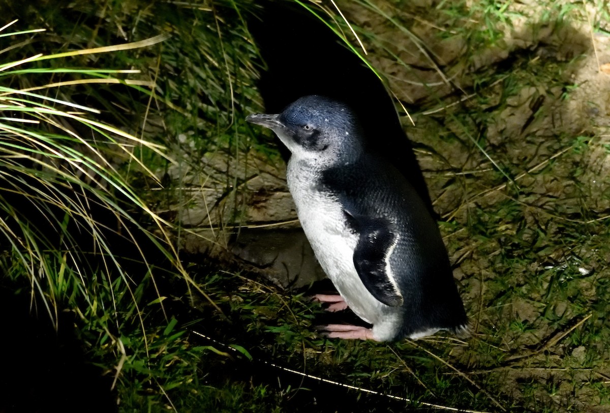 Little Penguin - ML635133223