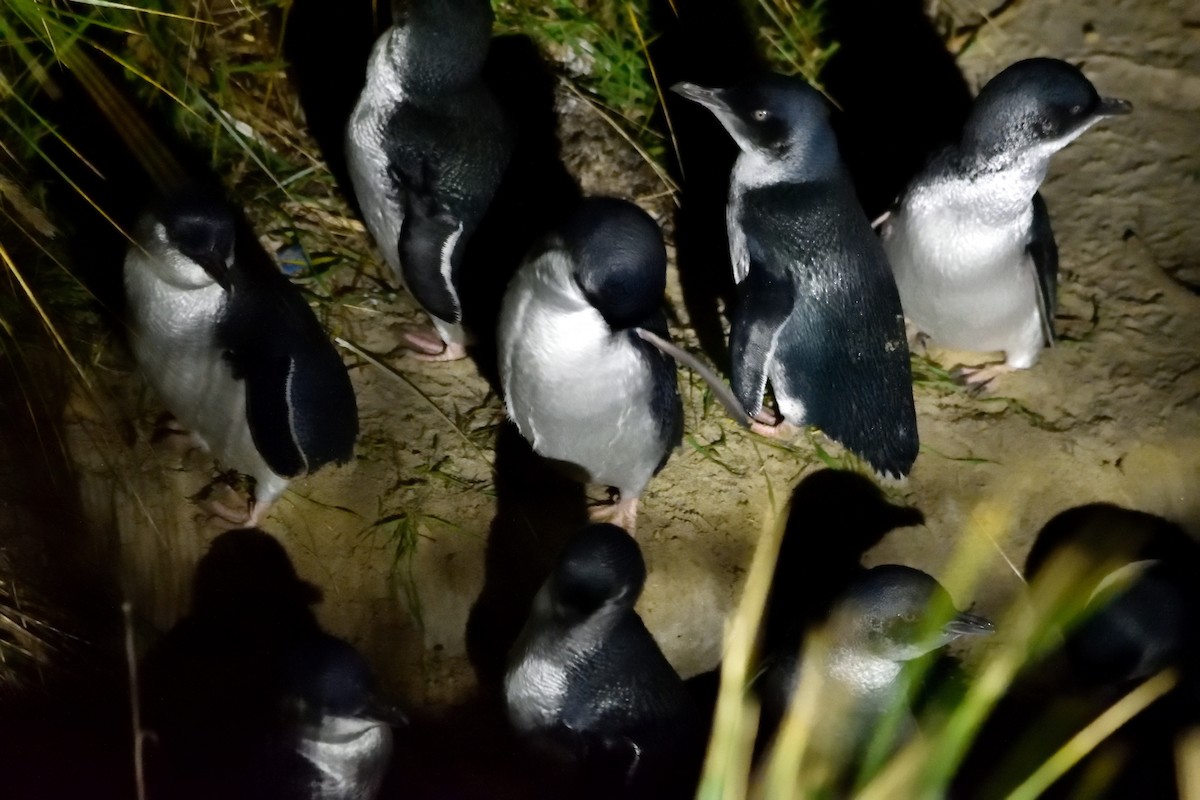 Little Penguin - ML635133224