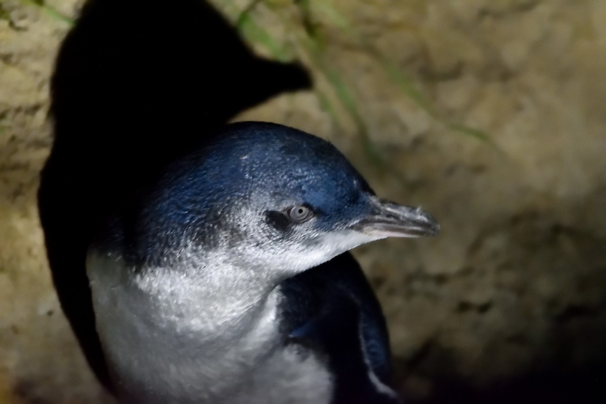 Little Penguin - ML635133225