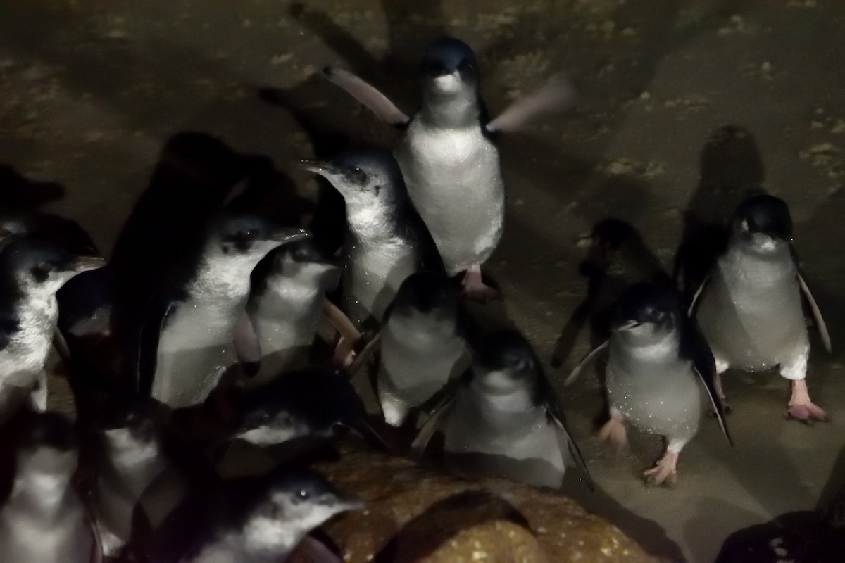 Little Penguin - ML635133227