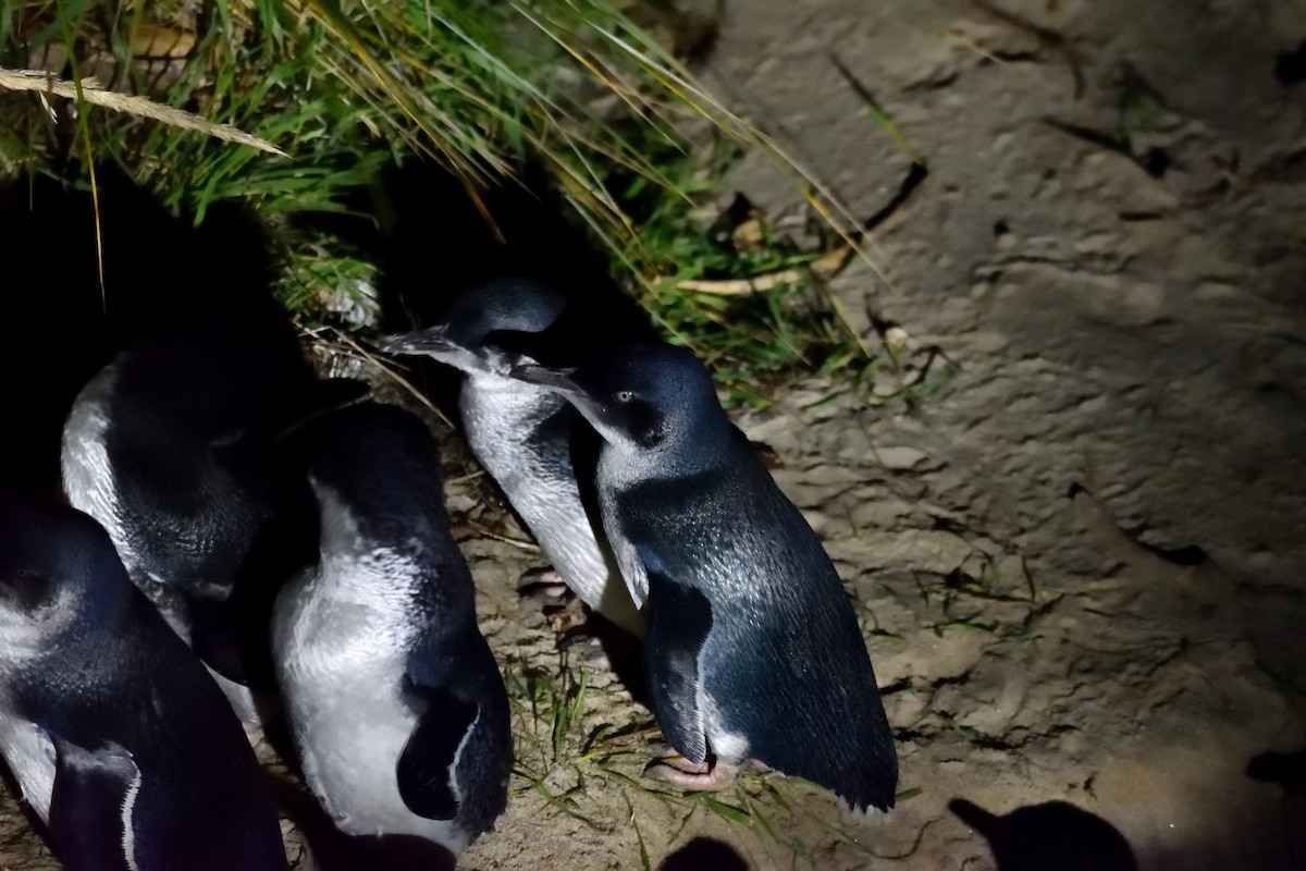 Little Penguin - ML635133228