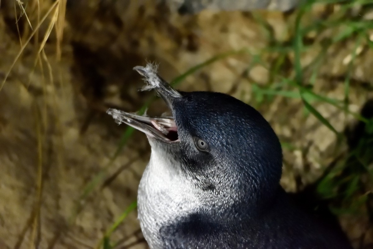 Little Penguin - ML635133229