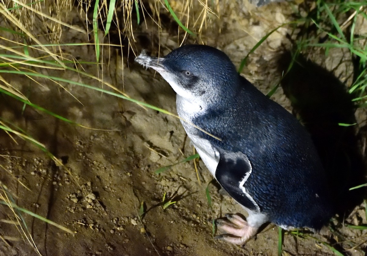Little Penguin - ML635133230