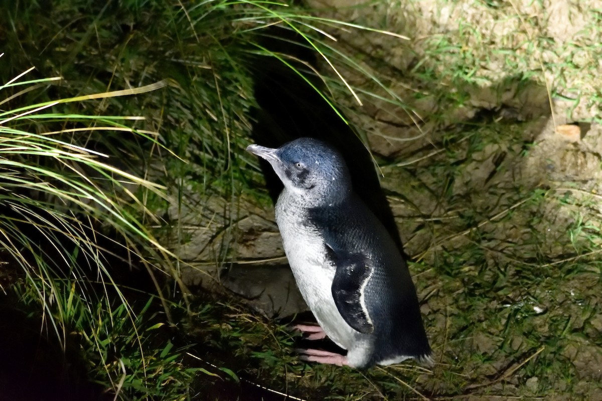 Little Penguin - ML635133234
