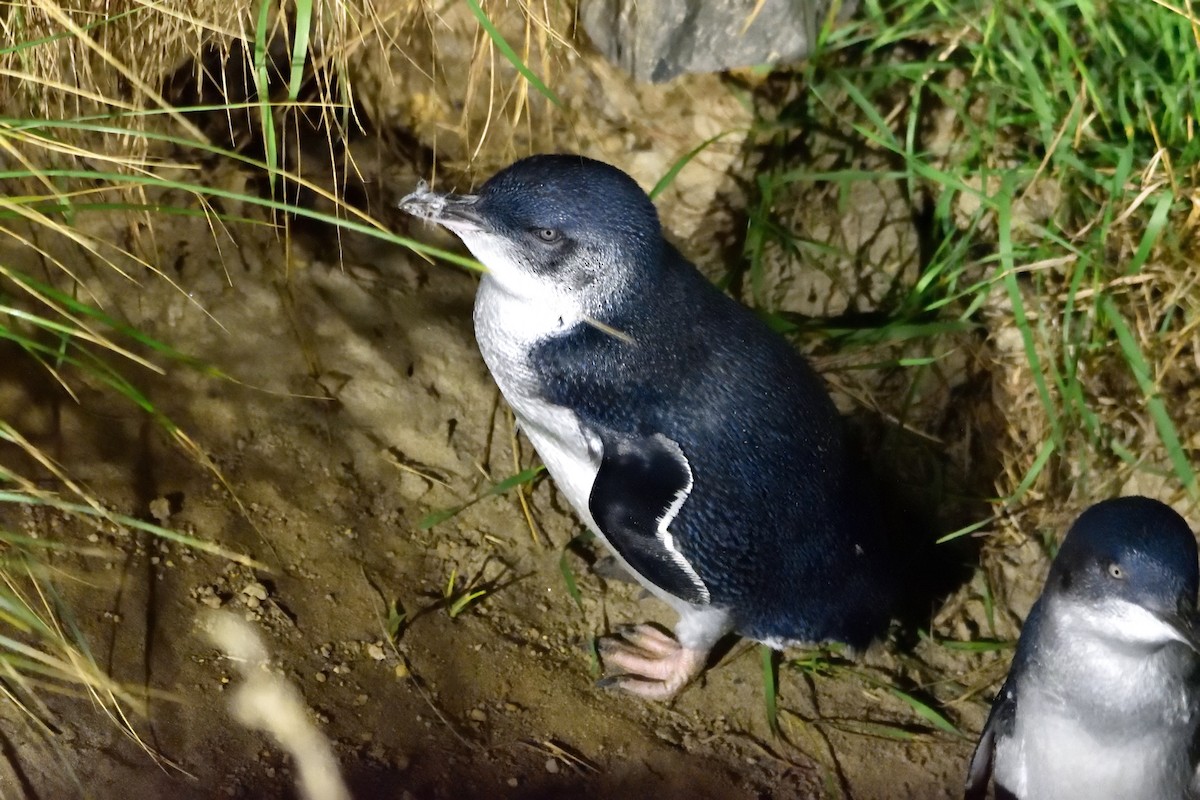 Little Penguin - ML635133235