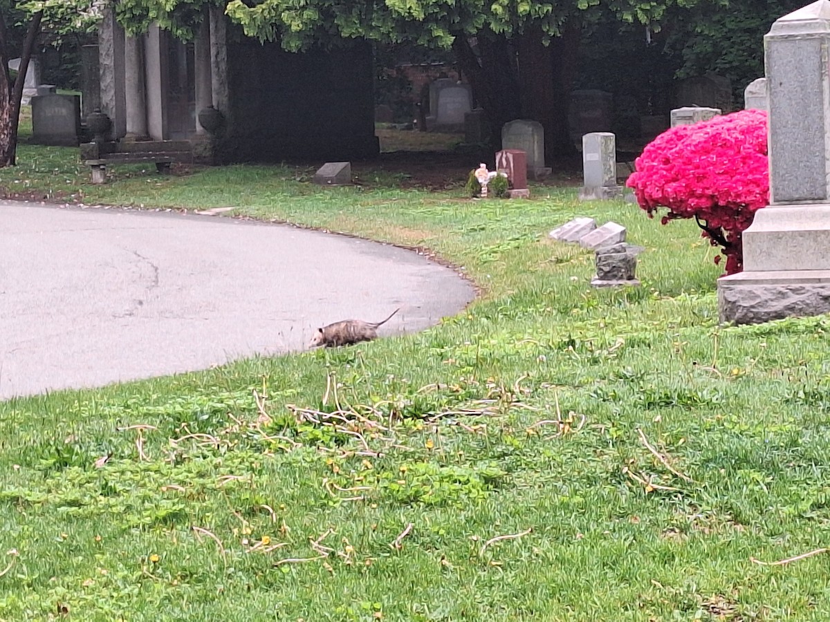 動物界 - ML635133261