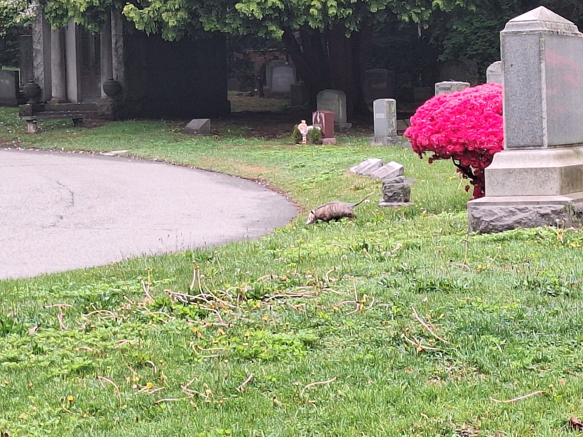 動物界 - ML635133263